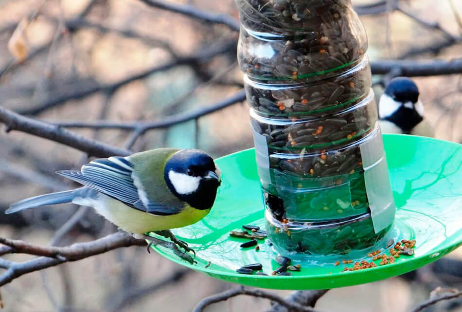 Покормите птиц зимой акция